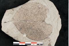 Foto (Detailansicht) von Malpighiastrum byrsonimaefolium Unger (NHMW-GEO-2024-0188-11433)